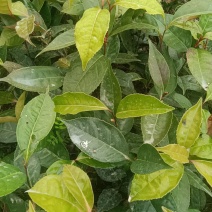 大量出售油茶苗