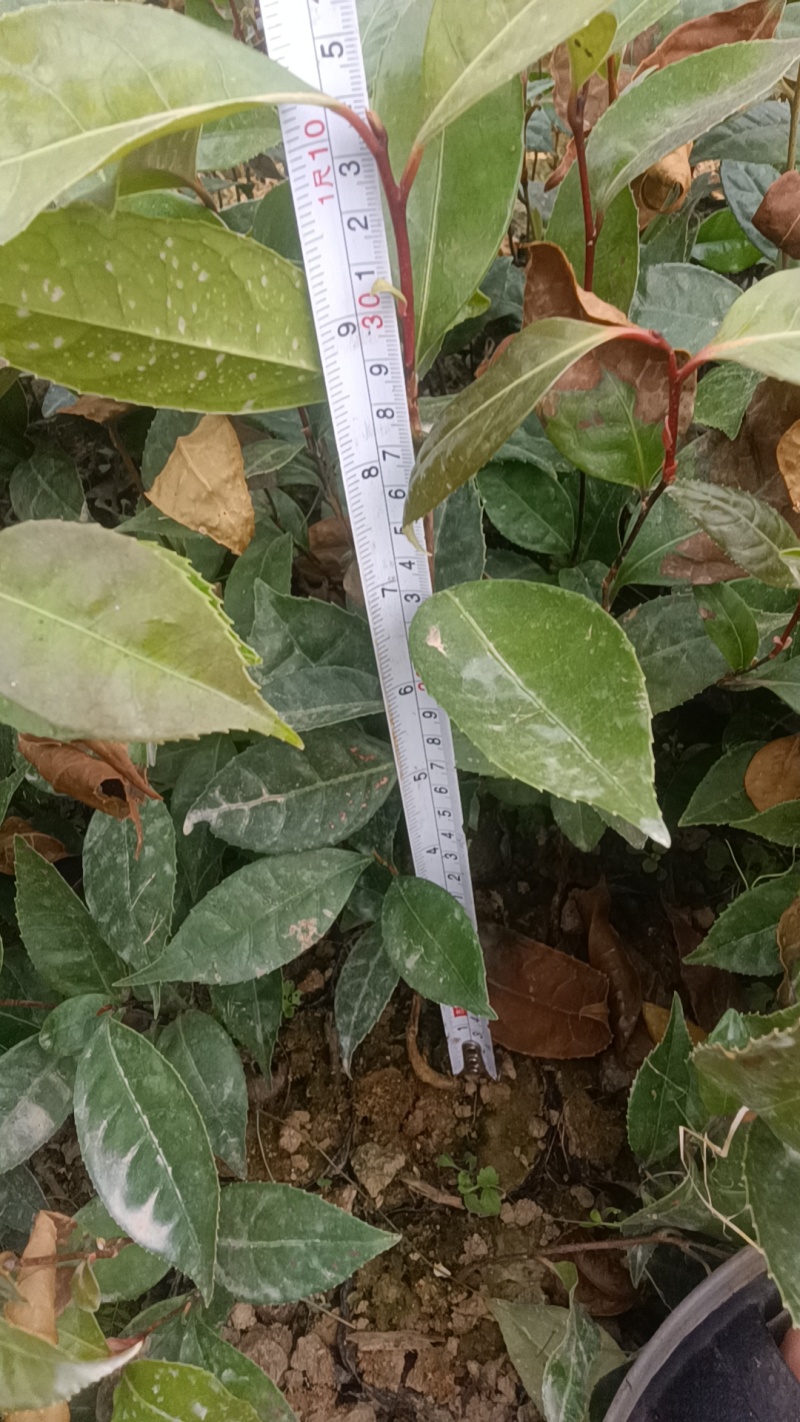 大量出售油茶苗