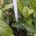 大量出售油茶苗