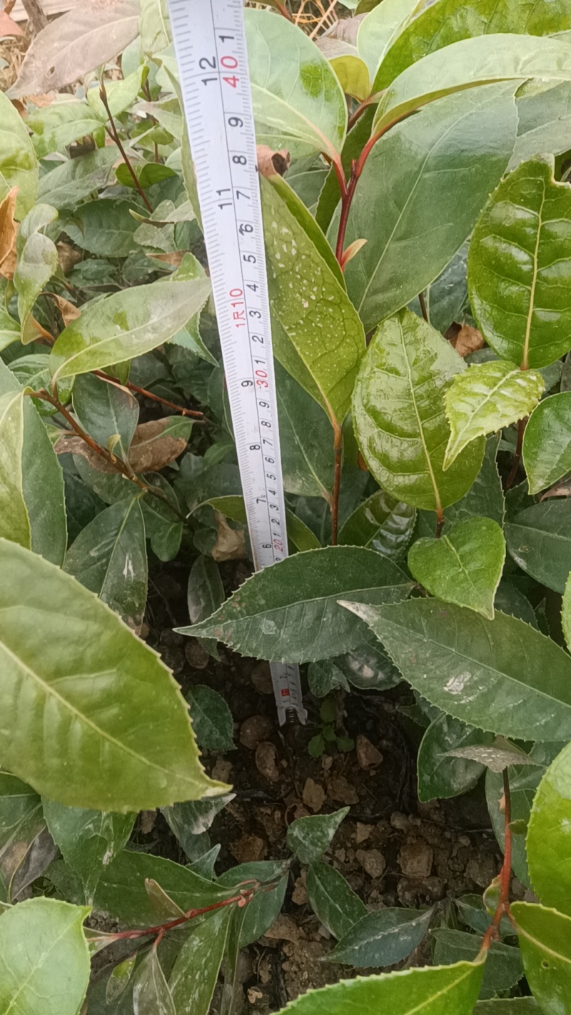 大量出售油茶苗