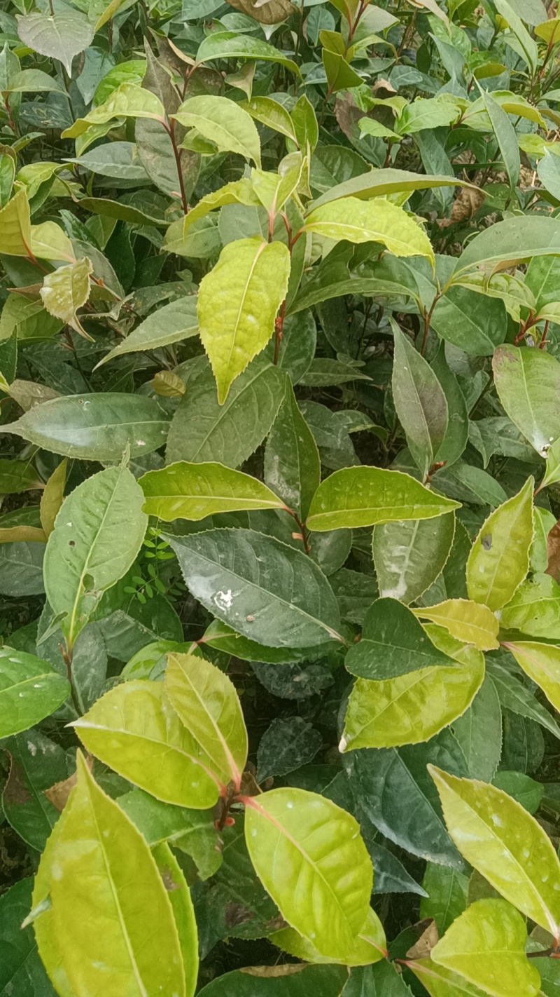 大量出售油茶苗