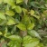 大量出售油茶苗