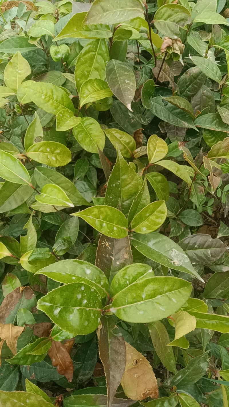 大量出售油茶苗