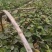 大量出售油茶苗