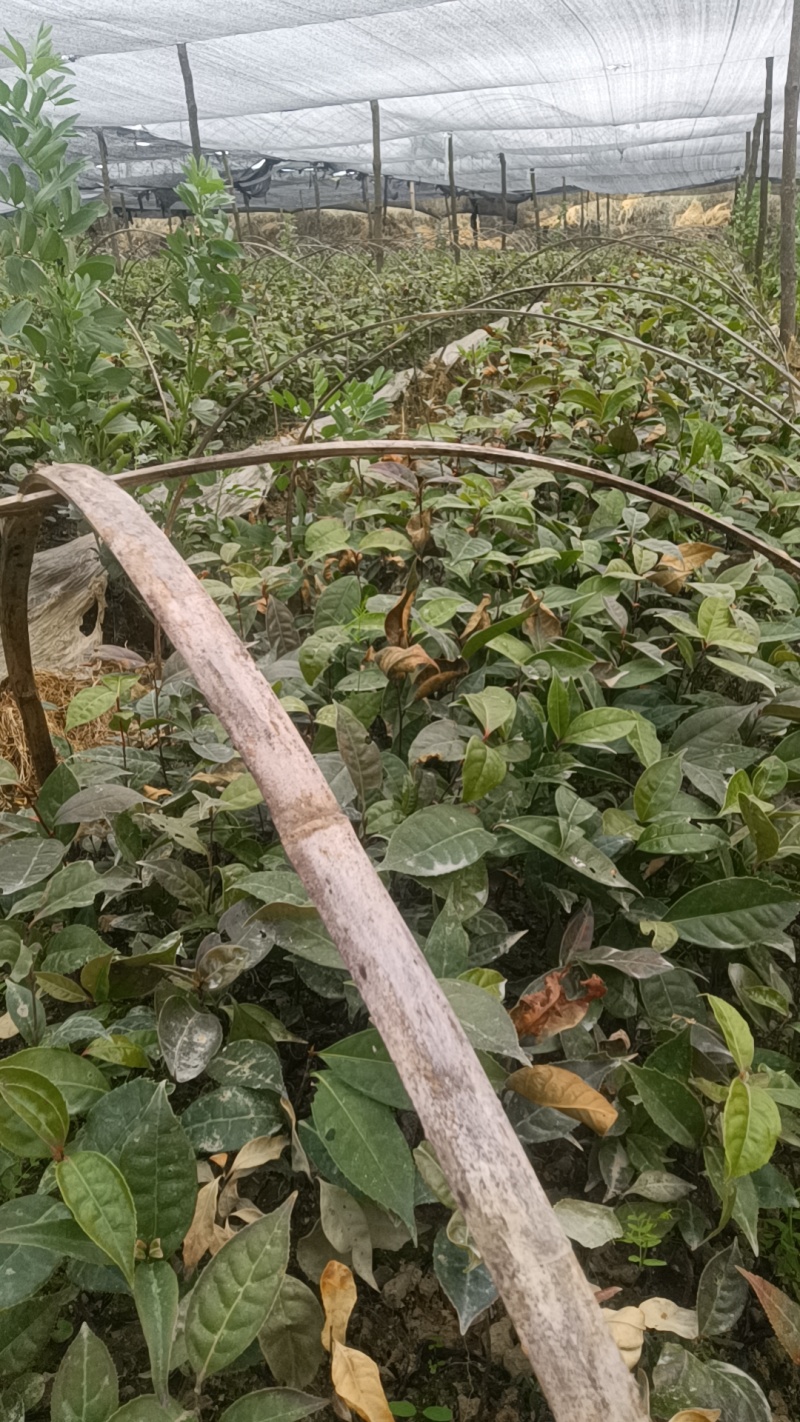 大量出售油茶苗
