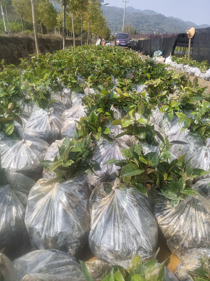 大量出售油茶苗