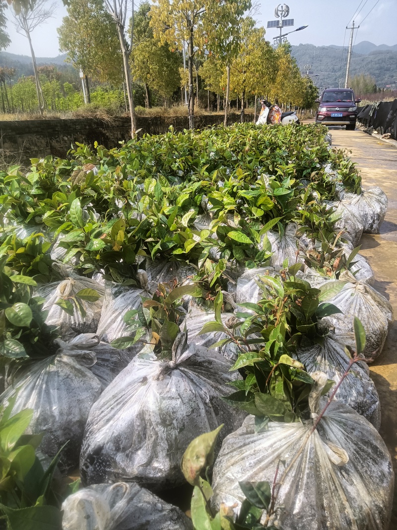 大量出售油茶苗