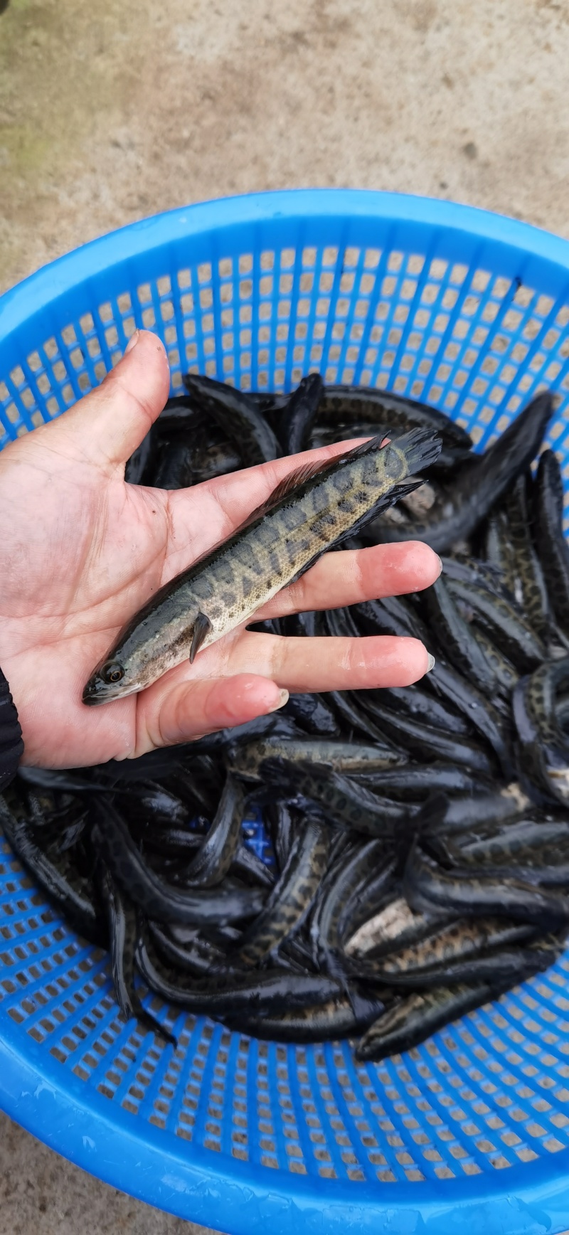 黑鱼苗乌鱼苗生鱼财鱼七星鱼来电咨询视频看货