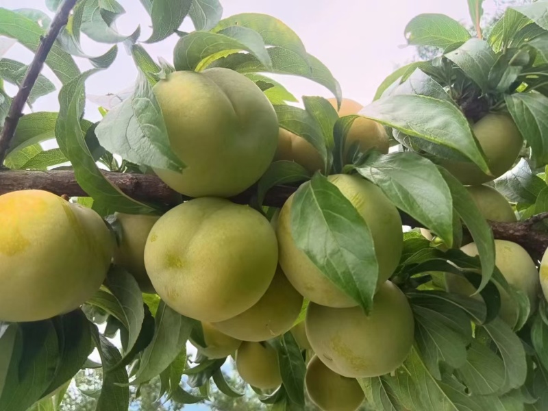 蜂糖李即将大量上市，精品市场货，支持一件代发