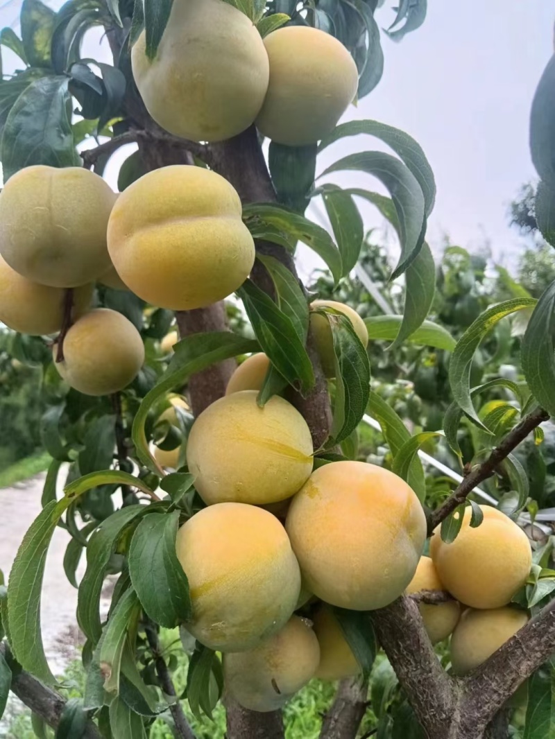 蜂糖李即将大量上市，精品市场货，支持一件代发