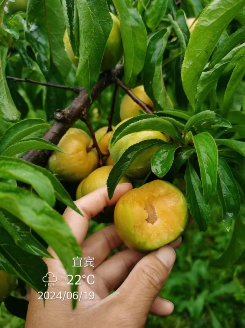 蜂糖李即将大量上市，精品市场货，支持一件代发