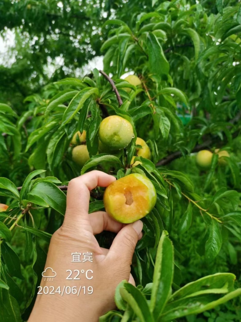 蜂糖李即将大量上市，精品市场货，支持一件代发