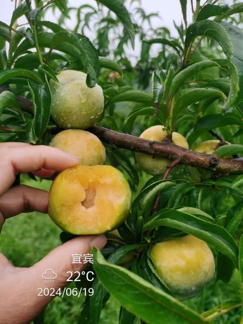 蜂糖李即将大量上市，精品市场货，支持一件代发