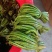 盐腌制青蕨菜，需要的老板联系！