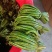 盐腌制青蕨菜，需要的老板联系！