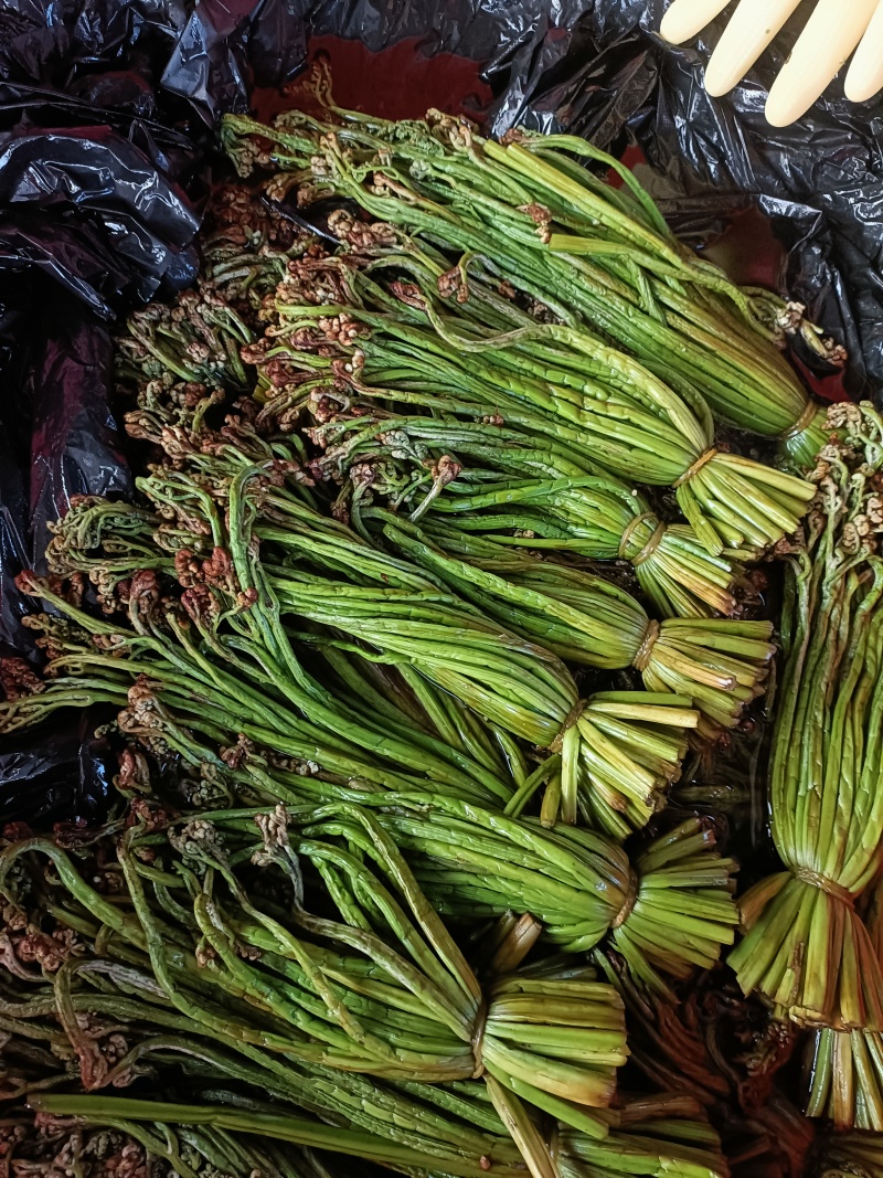 盐腌制青蕨菜，需要的老板联系！