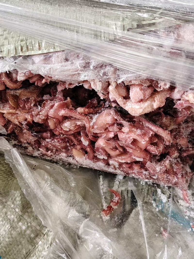 精品深海活冻鲜鱿鱼质量好营养价值高值得养殖户彩用