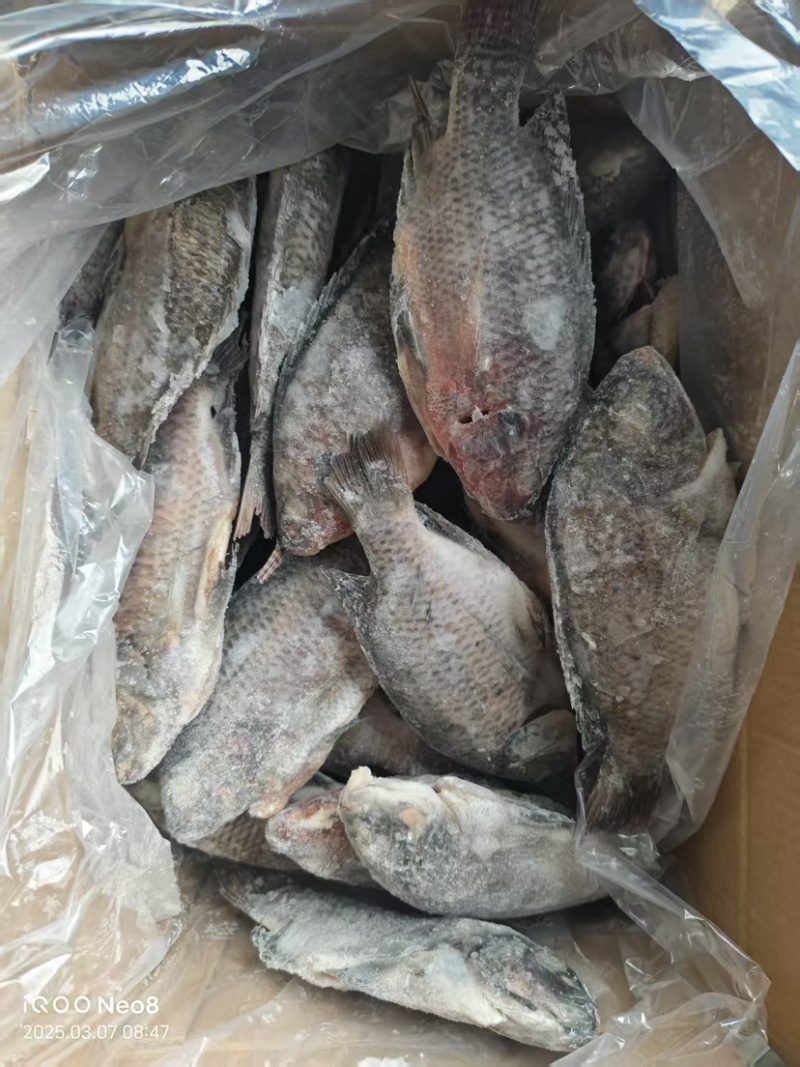 三去淡水罗非鱼
