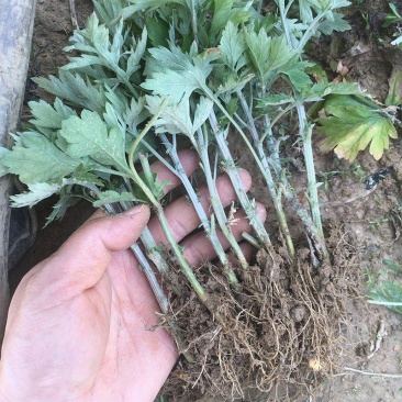 野生艾草苗新鲜大叶艾草种植盆栽食用驱蚊新鲜四季