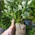 野生艾草苗新鲜大叶艾草种植盆栽食用驱蚊新鲜四季