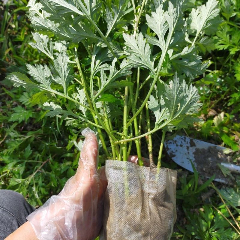 野生艾草苗新鲜大叶艾草种植盆栽食用驱蚊新鲜四季