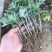 野生艾草苗新鲜大叶艾草种植盆栽食用驱蚊新鲜四季
