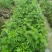 野生艾草苗新鲜大叶艾草种植盆栽食用驱蚊新鲜四季