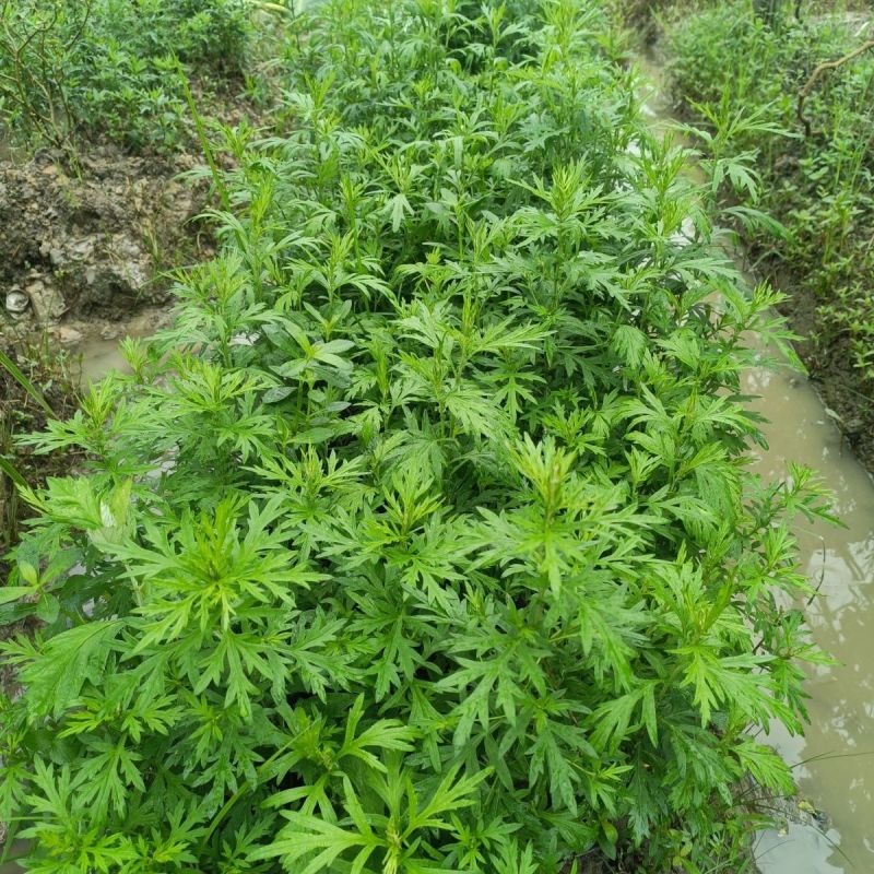 野生艾草苗新鲜大叶艾草种植盆栽食用驱蚊新鲜四季