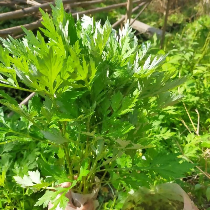 野生艾草苗新鲜大叶艾草种植盆栽食用驱蚊新鲜四季