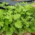 野生艾草苗新鲜大叶艾草种植盆栽食用驱蚊新鲜四季
