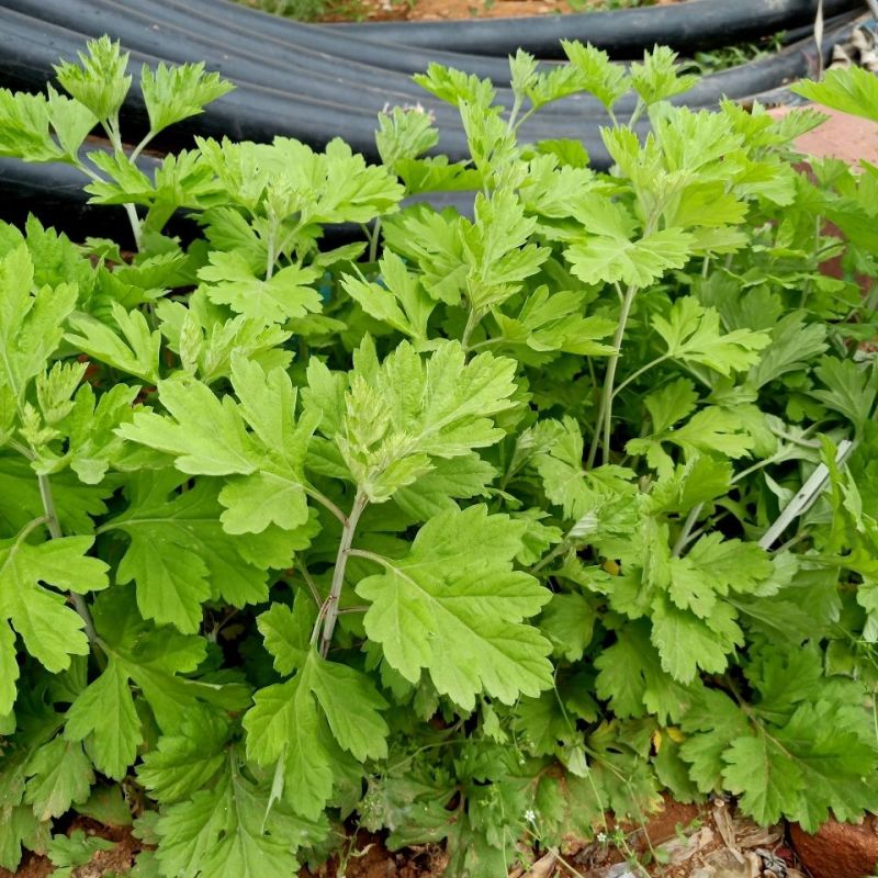 野生艾草苗新鲜大叶艾草种植盆栽食用驱蚊新鲜四季