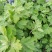 野生艾草苗新鲜大叶艾草种植盆栽食用驱蚊新鲜四季