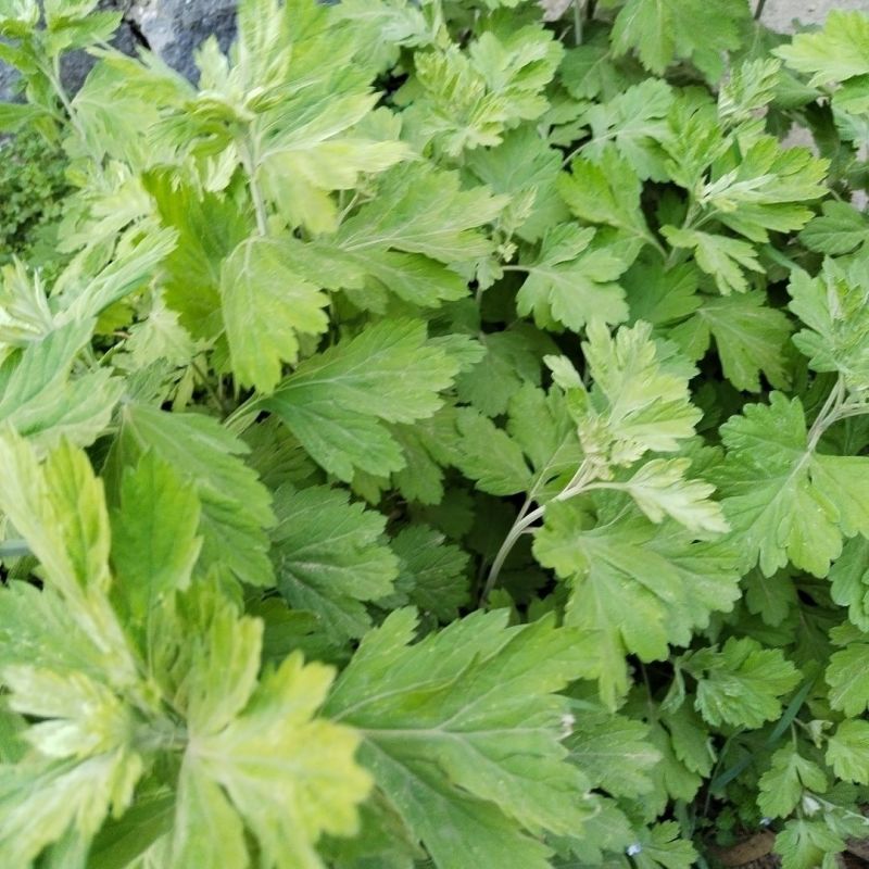 野生艾草苗新鲜大叶艾草种植盆栽食用驱蚊新鲜四季