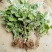 野生艾草苗新鲜大叶艾草种植盆栽食用驱蚊新鲜四季