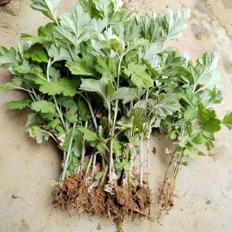 野生艾草苗新鲜大叶艾草种植盆栽食用驱蚊新鲜四季