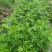 野生艾草苗新鲜大叶艾草种植盆栽食用驱蚊新鲜四季