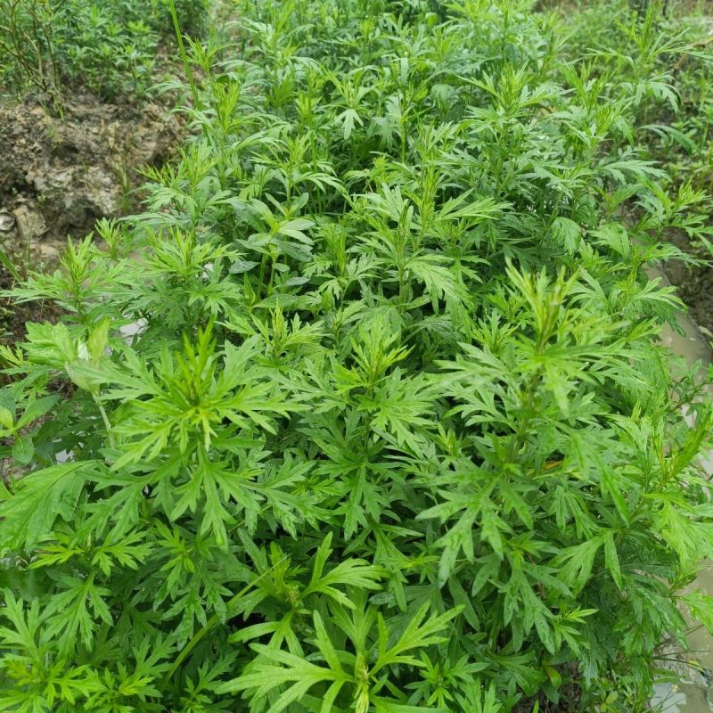 野生艾草苗新鲜大叶艾草种植盆栽食用驱蚊新鲜四季