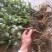 野生艾草苗新鲜大叶艾草种植盆栽食用驱蚊新鲜四季