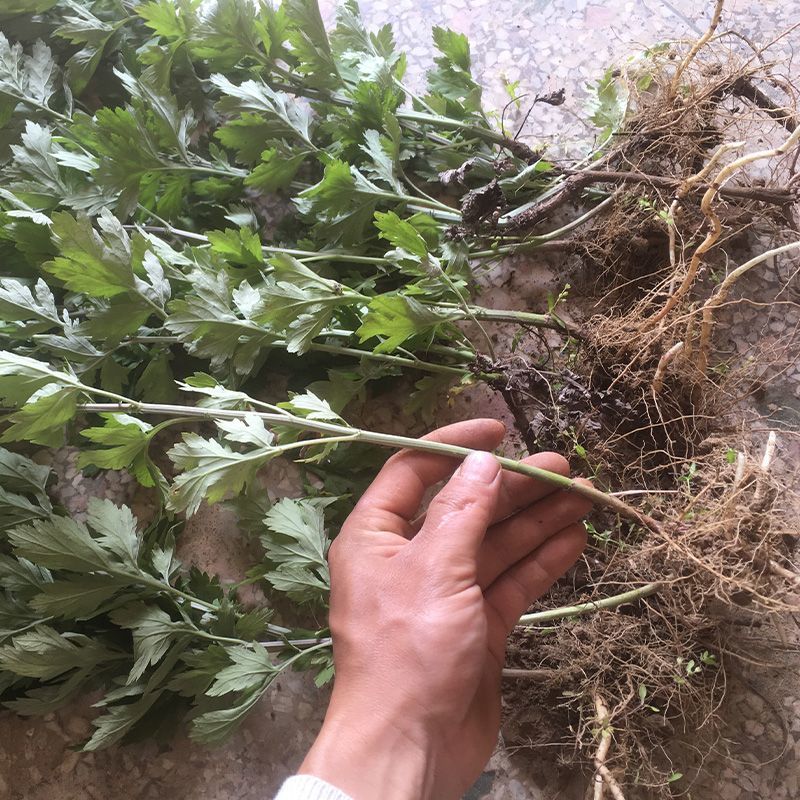 野生艾草苗新鲜大叶艾草种植盆栽食用驱蚊新鲜四季