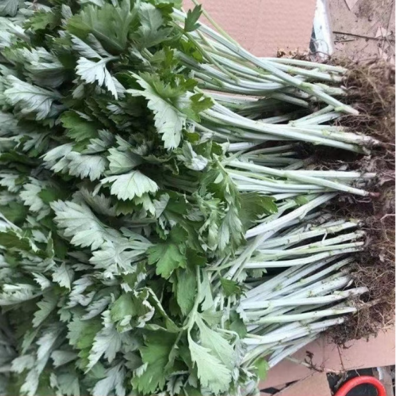 野生艾草苗新鲜大叶艾草种植盆栽食用驱蚊新鲜四季