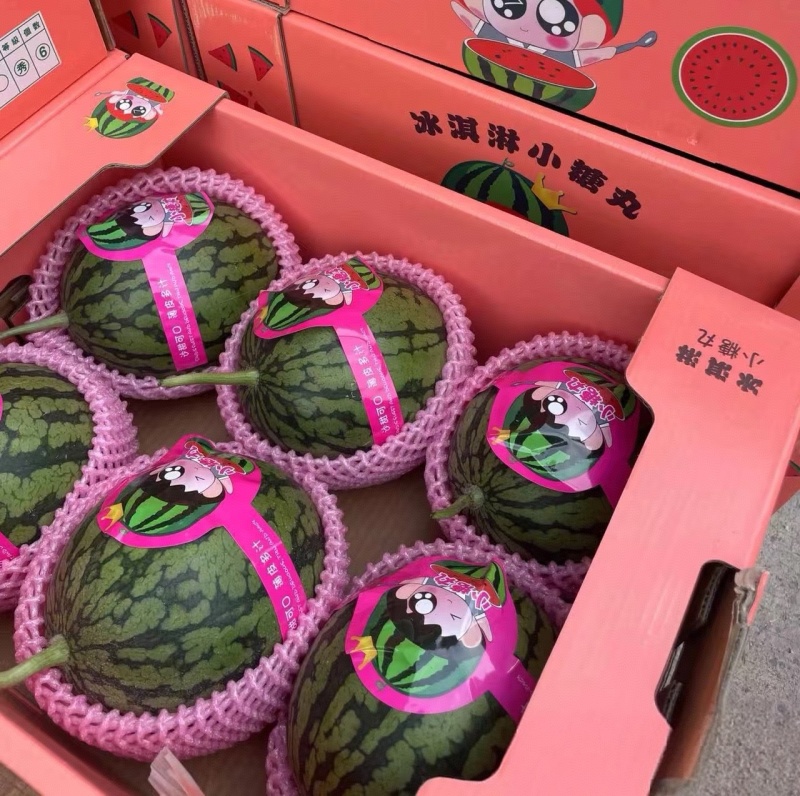 《小糖丸西瓜》938吊兰/2k手撕西瓜/现摘现发/包熟
