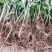 野生艾草苗新鲜大叶艾草种植盆栽食用驱蚊新鲜四季
