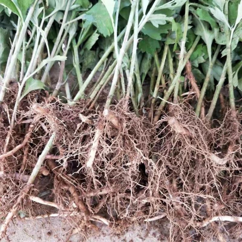 野生艾草苗新鲜大叶艾草种植盆栽食用驱蚊新鲜四季