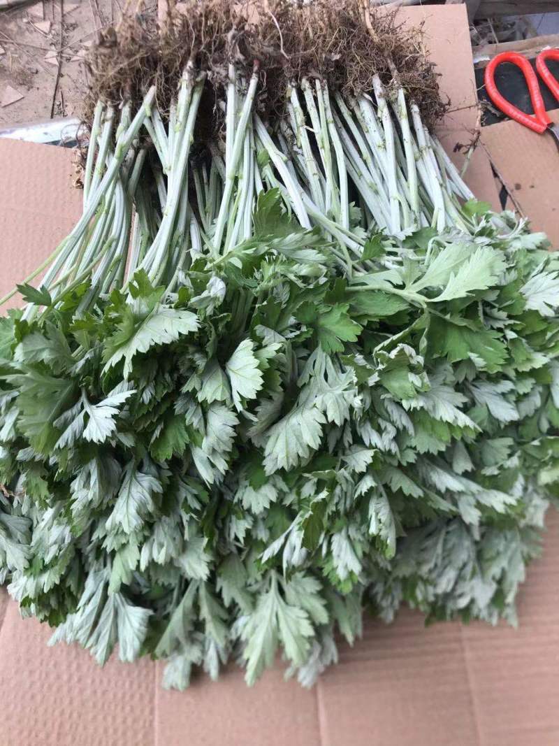 野生艾草苗新鲜大叶艾草种植盆栽食用驱蚊新鲜四季