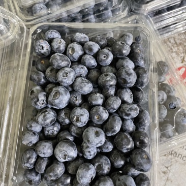 精品蓝莓，价格合理，支持各种包装，对接各个市场团购