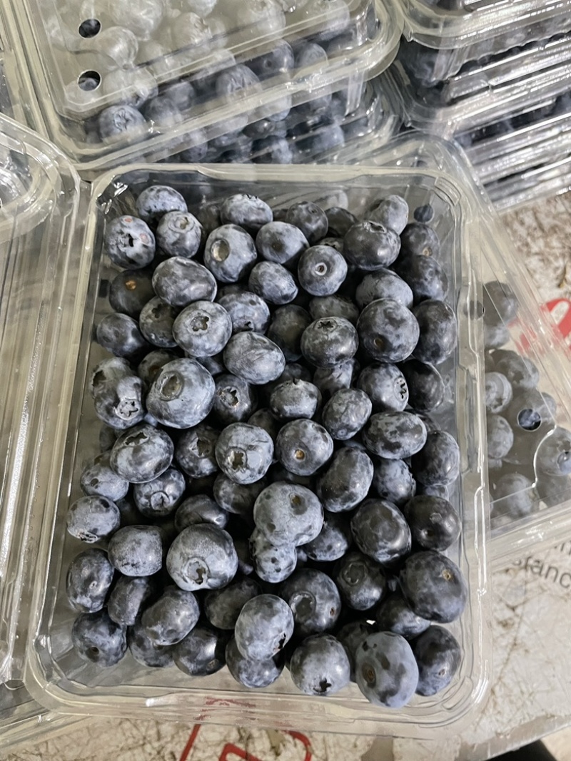 精品蓝莓，价格合理，支持各种包装，对接各个市场团购