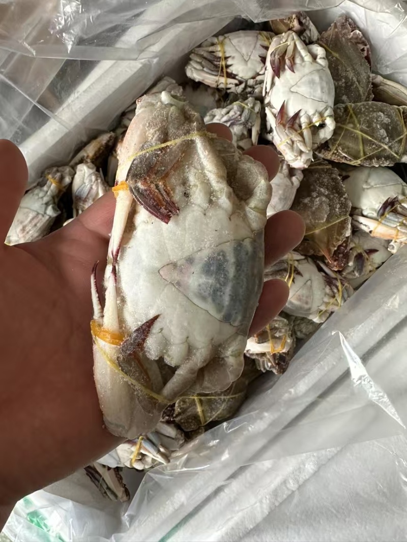梭子蟹