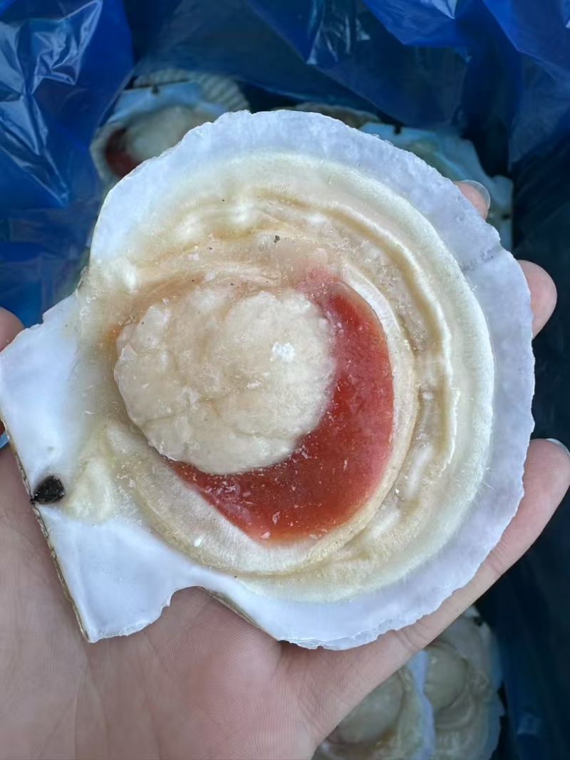 扇贝