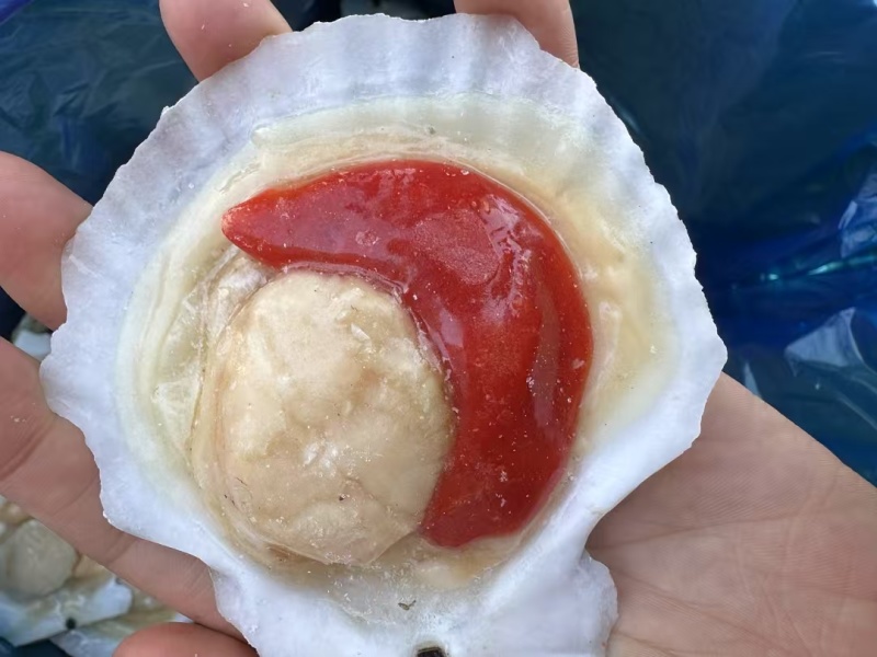 扇贝
