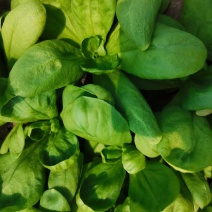 江苏南通大叶茼蒿菜百亩种植基地专业种植长期有货